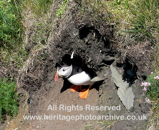 HRS 10081 Puffin Sumburgh Head, Shetland L1030031
