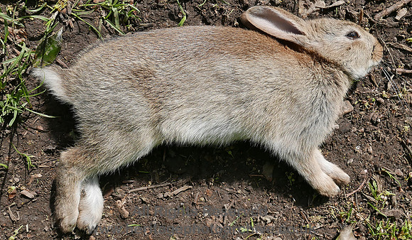 HRS 10109 Pensychnant, dead rabbit L7740431