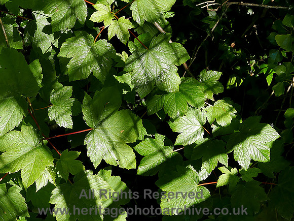 HRS 10195 Rowen, spring leaves L7740531