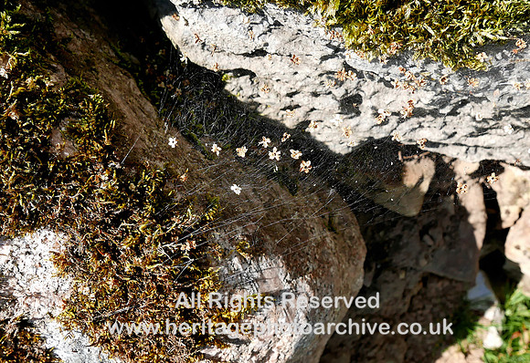 HRS 10295 Maulds Meaburn dry stone wall spider's web L7740775