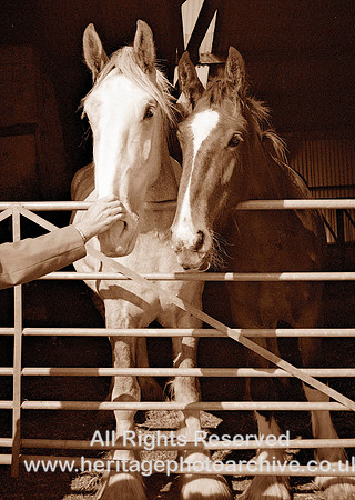 HRS 2608 Friends, Welsh Show horses