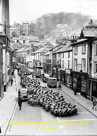Sheep in All Hallows Lane, Kendal