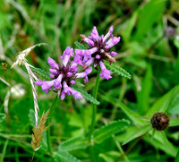 HRS 4736 Wild flowers Cartmel Fell Churchyard