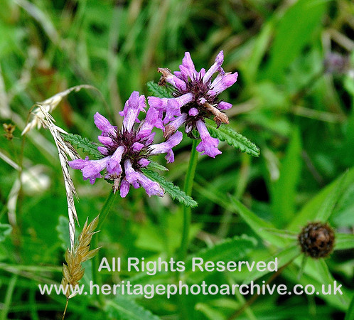 HRS 4736 Wild flowers Cartmel Fell Churchyard
