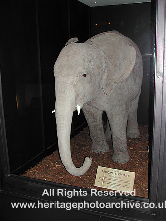 HRS 1462 Baby African elephant Rossendale Museum
