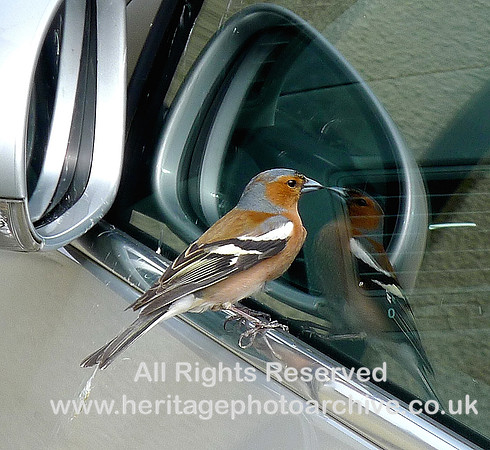 HRS 2263  Reflections no 2 Chaffinch