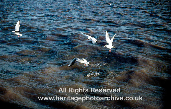 HRS 3383 Southport, Shrimping, Gulls scavenging 1981