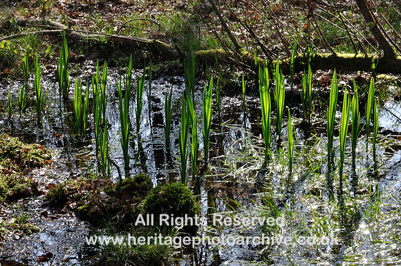 HRS 7716 Roudsea Nature Reserve, Spring growth