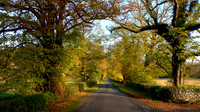 HRS 10570 Cark, Holker, Old Hall Lane, Autumn Leaves L1150119