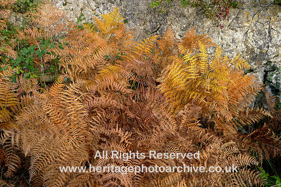 HRS 10571 Holker, golden ferns L1190638