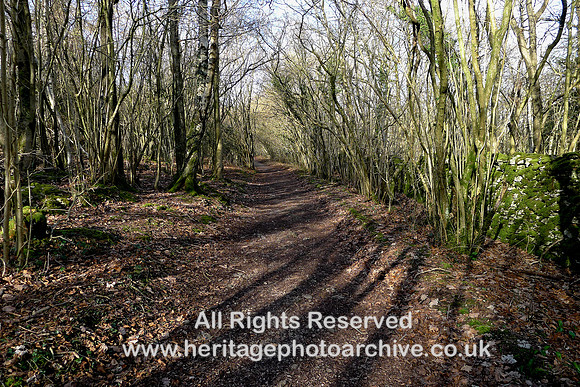 HRS 10577 Hampsfell track, with coppiced trees L1190052