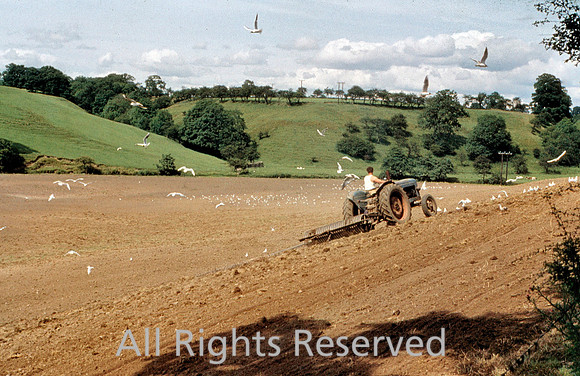 Gulls near Paythorne 1967
