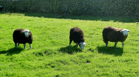 HRS 7308 The Herdwick trio