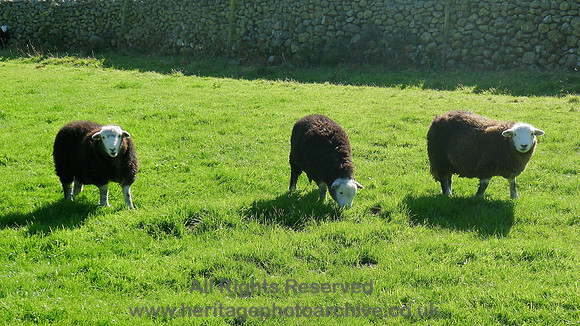 HRS 7308 The Herdwick trio