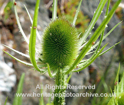 HRS 7939 Backbarrow, Teasels