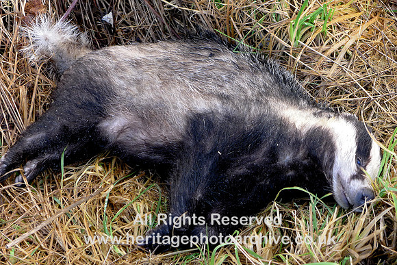 HRS 10598 Holker, estate road, dead badger 2019 L1190708