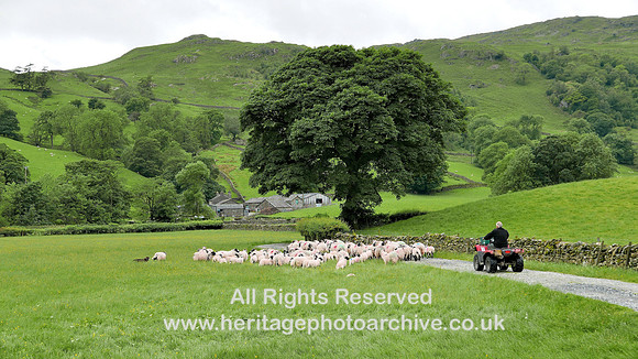 HRS 7934 Longsleddale, Tills Howe, sheep