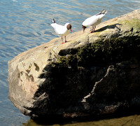HRS 8780 Fell Foot, Black-headed gulls