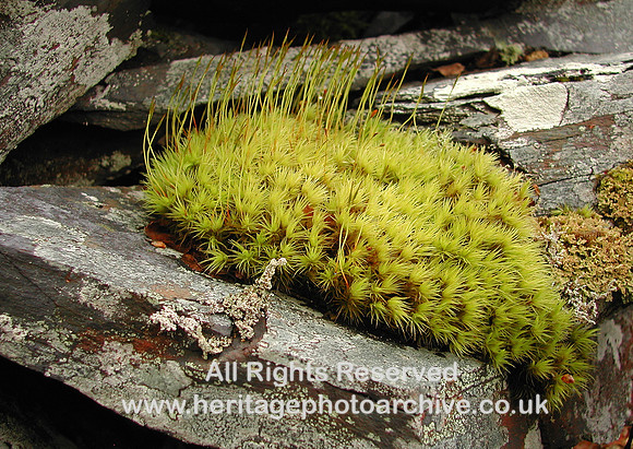 HRS 1000 Gwydyr Forest, Moss