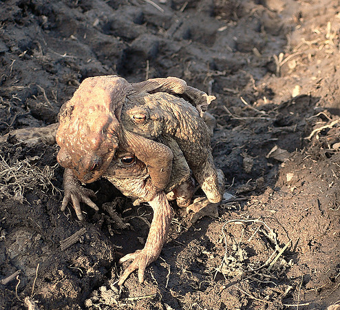 HRS 10644 Toad stacking.