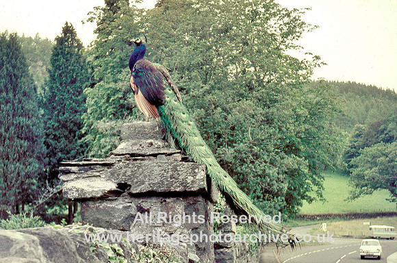 HRS 1232 Peacock on wall Gwydyr Castle 1966
