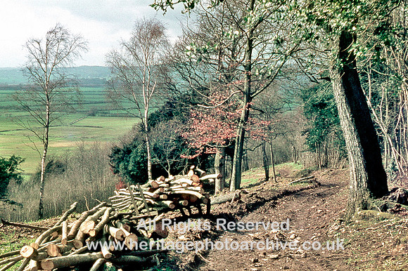 Brigsteer Woods 1969