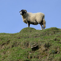 HRS 2144 Whitecombe Valley, Sheep