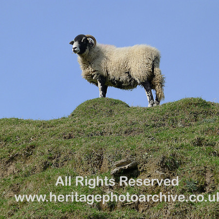 HRS 2144 Whitecombe Valley, Sheep