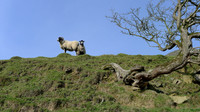 HRS 2145 Whitecombe Valley, sheep