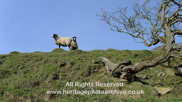 HRS 2145 Whitecombe Valley, sheep