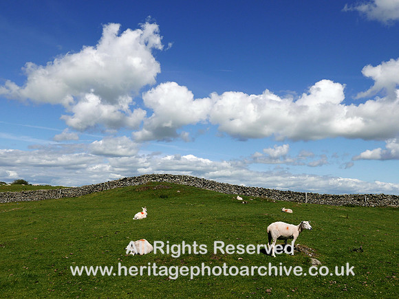 HRS 5612 Howbarrow drystone wall and sheep L7750512