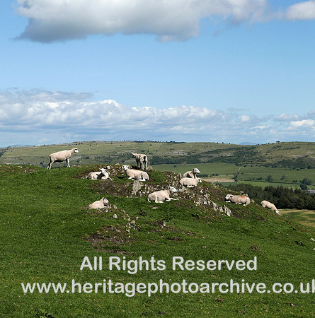 HRS 5615 Howbarrow, sheep in the sun L7750517