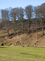 HRS 1740  Deer Milnthorpe