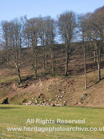 HRS 1740  Deer Milnthorpe