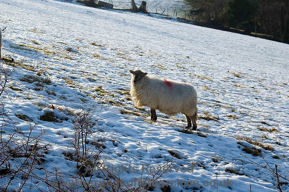 HRS 210 Solitary sheep in snow, Conwy