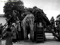 Elephant at Belle Vue