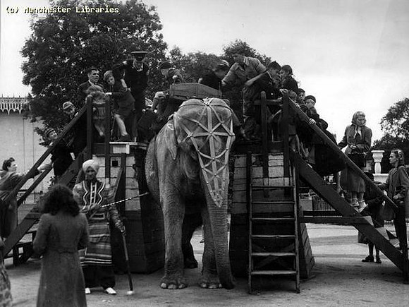 Elephant at Belle Vue