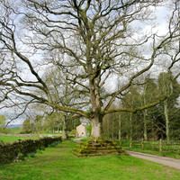 HRS 8951 Great Ormside, Great tree L1150415