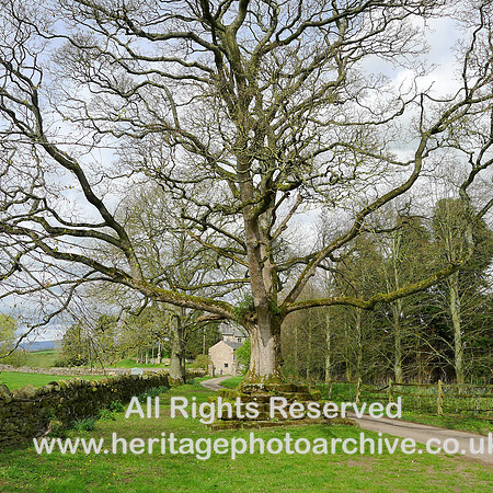 HRS 8951 Great Ormside, Great tree L1150415