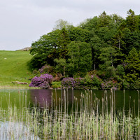 HRS 108952 Bigland Tarn rhododendrons