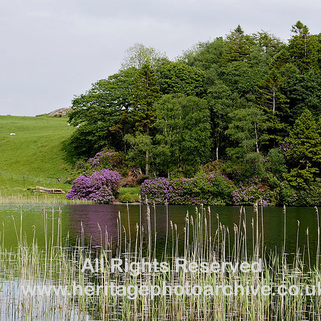 HRS 108952 Bigland Tarn rhododendrons