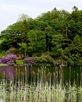 HRS 108946 Bigland Tarn, rhododendrons