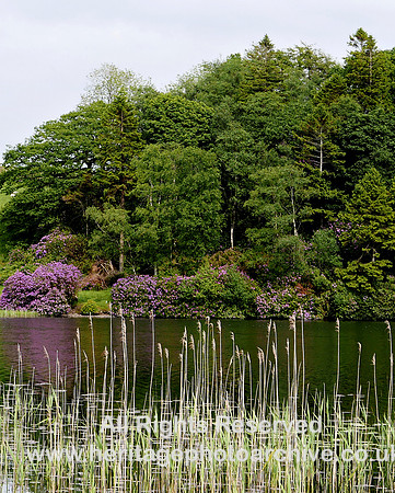 HRS 108946 Bigland Tarn, rhododendrons