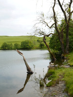 HRS 108943 Bigland Tarn, trees
