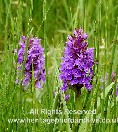 HRS 108937 Otter Tarn, Northern Marsh orchids