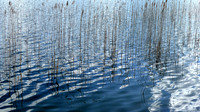 HRS 108947 Bigland Tarn, rushes