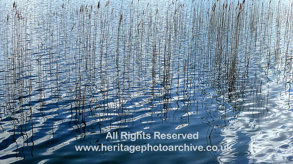 HRS 108947 Bigland Tarn, rushes