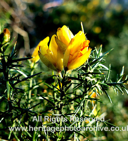 HRS 10730 Holker, Frith yellow gorse L1000186