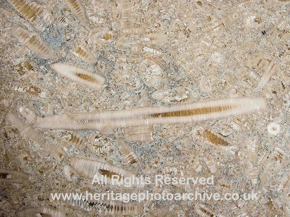 HRS 804 Carboniferous, Polished section through Crinoidal limestone