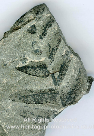 HRS 756 Carboniferous, coal measure fossils, pecopteris